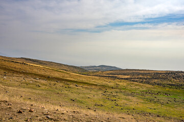 A field of grass with a cloudy sky in the background