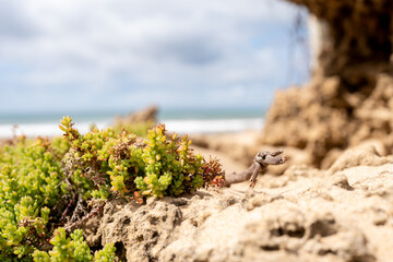 a close up of a small green beach shrub with the ocean in the background