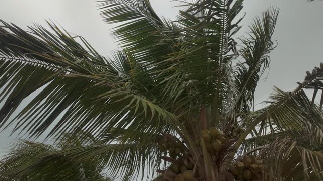 Establishing shot of palm trees blowing in the breeze on the beach on an overcast day.