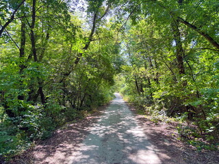 Panorama of a path in the thickets of the Dnieper forest illuminated by sunlight through dense foliage.