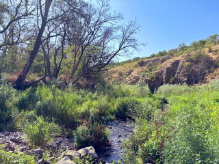 Landscape of a transparent steppe river making its way through overgrown sedges and stone barriers in the light of the bright summer sun.