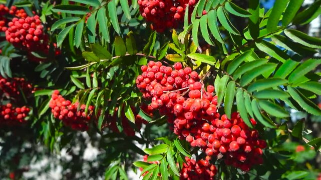 Close up view orbiting and spinning around ripe red colored mountain ash or rowan tree berries in between green long leaves in bunches. The nutritious fruit are hanging in the sunshine, vibrant colors