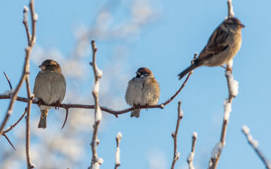 Naklejka premium Three birds are sitting on a branch