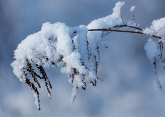 A branch covered in snow