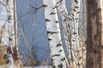 A tree with white bark is in the foreground