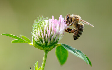 A bee is flying over a pink flower