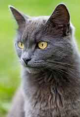 A grey cat with yellow eyes