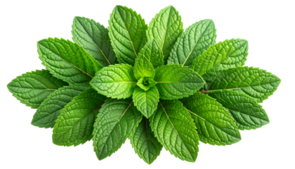 Close-up of vibrant, fresh green leaves arranged in a circular pattern