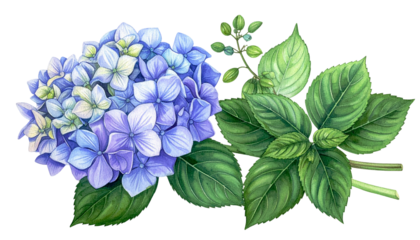 A vibrant blue hydrangea bloom with lush green leaves and buds, isolated