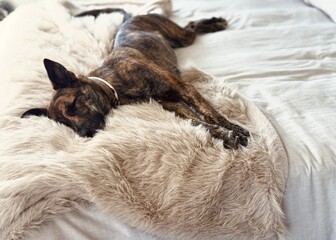 Adorable Brindle Dog Resting on Bed with a Warm Winter Blanket – Calm and Cozy Indoor Scene