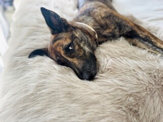 Adorable Brindle Dog Resting on Bed with a Warm Winter Blanket – Calm and Cozy Indoor Scene