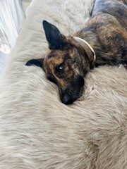 Adorable Brindle Dog Resting on Bed with a Warm Winter Blanket – Calm and Cozy Indoor Scene