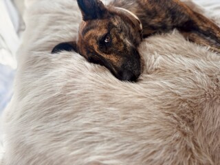 Adorable Brindle Dog Resting on Bed with a Warm Winter Blanket – Calm and Cozy Indoor Scene