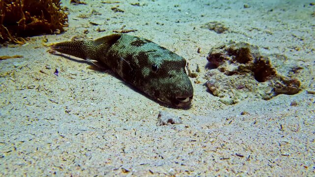 Stellate Pufferfish Resting On Sandy Ocean Floor. Arothron Stellatus. underwater shot