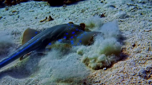 Blue-spotted Stingray Burying Itself On The Sand. - underwater shot