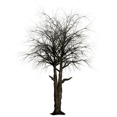 Fototapeta premium Winter tree no leaf