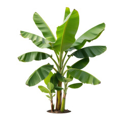 Mature Banana Plant with Lush Green Leaves