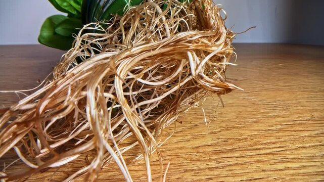Close-up of tangled plant roots on wooden table surface.