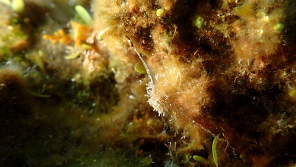 Small red algae (Ceramium ciliatum cf.) undersea, Ligurian Sea, Italy, Imperia