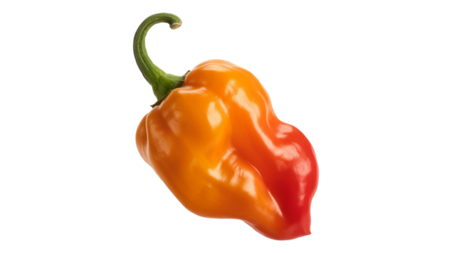 Vibrant scotch bonnet pepper shines with fiery orange and red hues, ready to spice up culinary creations