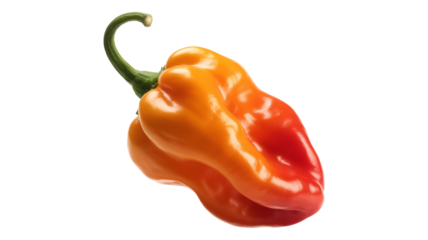 Vibrant habanero pepper with fiery color transitions from orange to red hints at intense heat