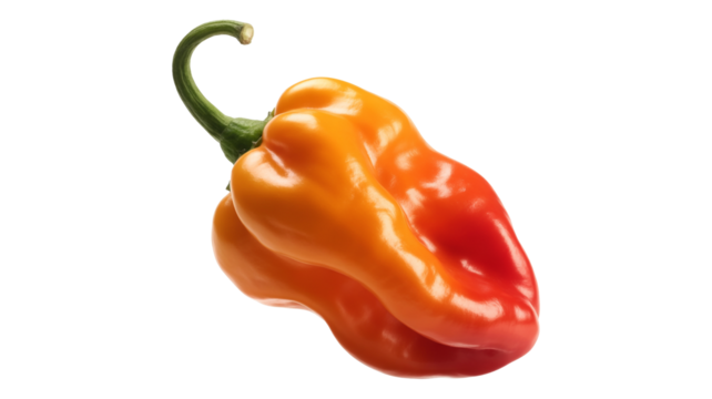Vibrant habanero pepper with fiery color transitions from orange to red hints at intense heat