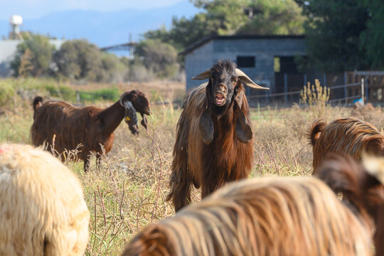Black Cypriot goat grazing in pasture