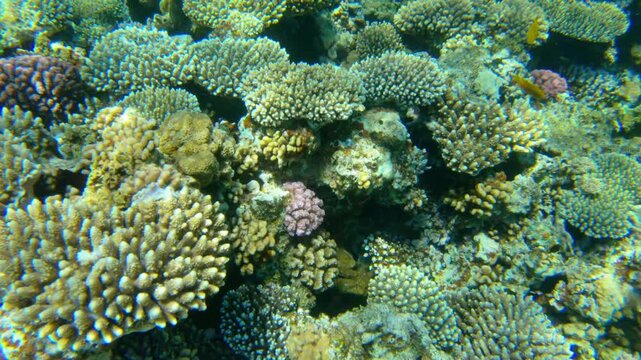 Underwater seascape on the coral reef in Red Sea, Egypt