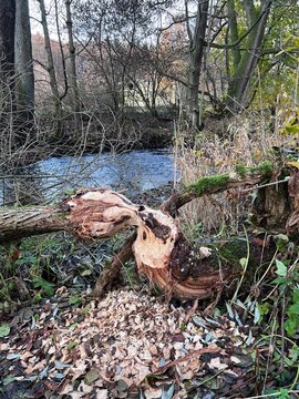 Am Bach im Herbst: Biber hat am Holz genagt