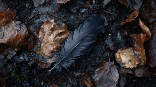 Black feather on damp forest floor with autumn leaves - Powered by Adobe
