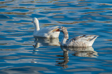 Ducks swimming in the water on a sunny day. Ducks in still water. Ducks feeding on the seashore.