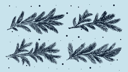 Blue fir branch, hand drawn set.	
