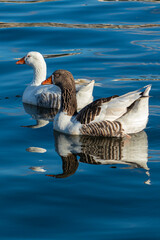 Ducks swimming in the water on a sunny day. Ducks in still water. Ducks feeding on the seashore.