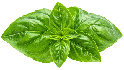 Fresh, vibrant green basil leaves clustered against a black transparent backdrop