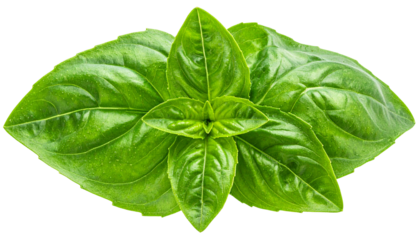 Fresh, vibrant green basil leaves clustered against a black transparent backdrop
