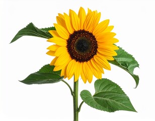 beautiful blooming sunflower isolated on transparent background, png file