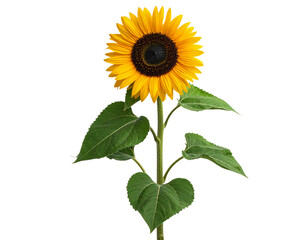 beautiful blooming sunflower isolated on transparent background, png file