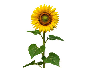 beautiful blooming sunflower isolated on transparent background, png file