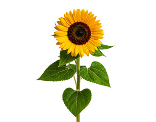 sunflower isolated on transparent background