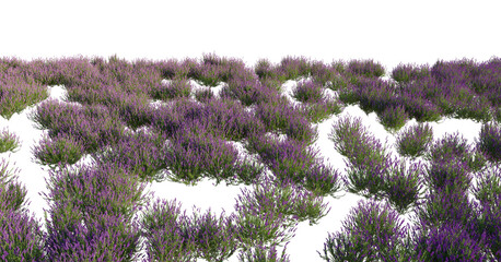 Field Ground with Lavender isolated png on a transparent background premium grass cutout