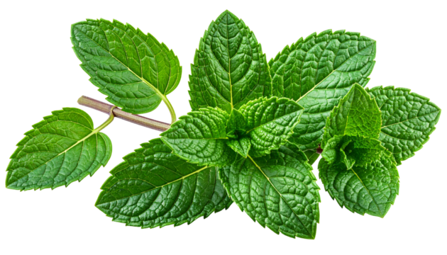 Close-up of vibrant green mint leaves on a stem, isolated against a black backdrop