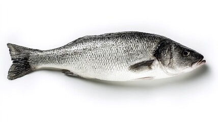 Fototapeta premium A whole sea bass fish with silvery-gray scales and a streamlined body, displayed against a white background.