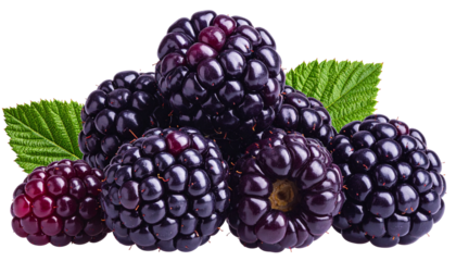 Ripe blackberries with green leaves against a transparent background