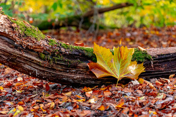 Selective focus of a large Acer saccharum leaf on wooden log or stump with green moss, The sugar maple and multicolor dried leaves on the ground in the forest, Natural pattern, Autumn background.