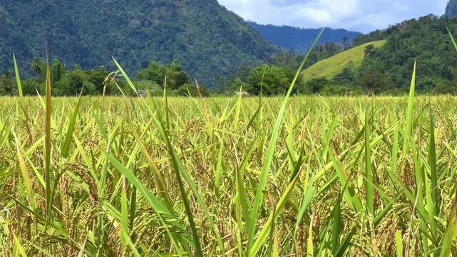 A rice field surrounded by rock formations in Vangvyeng, Laos. Vangvyeng is a popular destination for adventure tourism in the limestone karst landscape. A rice field landscape in Vangvyeng, Laos PDR.
