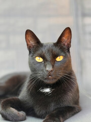 portrait of a black cat sitting alone looking at camera