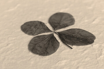 Detail of four-leaf clover on background