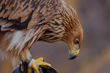 Close-up of a golden eagle with brown feathers and a sharp beak. The background features blurred autumn colors typical of Kabardino-Balkaria's landscape.
