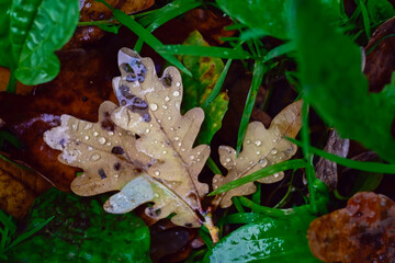 Fallen Oak Leaf on Wet Ground Surrounded by Vibrant Greenery After a Rain Shower