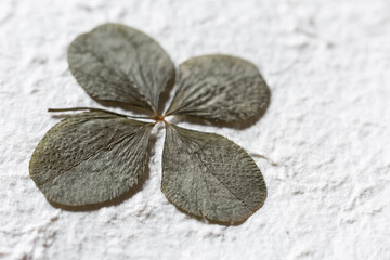 Detail of four-leaf clover on background